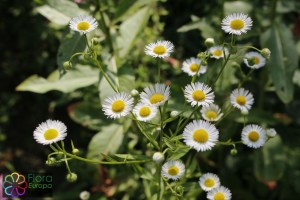 Erigeron annuus (4)